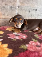 Female , a female Miniature Dachshund for sale in Vermontville, MI – Photo 2 of 3
