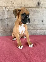 Male , a male Boxer for sale in Vermontville, MI – 4 of 5