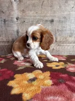 Male , a male Cavalier King Charles Spaniel for sale in Vermontville, MI – 3 of 4