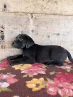 Female , a female Labrador Retriever for sale in Vermontville, MI – 4 of 7