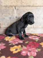 Female , a female Labrador Retriever for sale in Vermontville, MI – 3 of 3