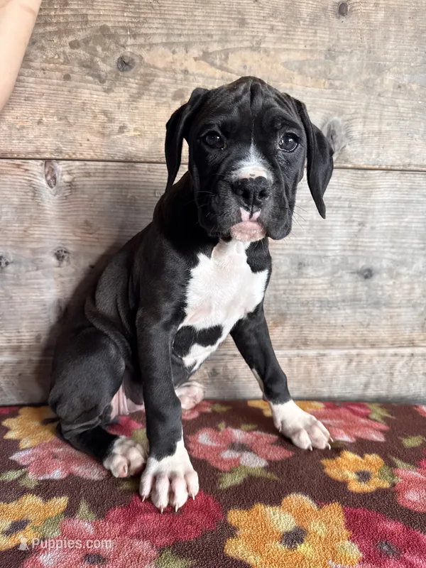 Female  – Boxer puppy for sale in Vermontville, MI