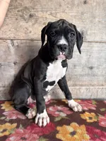 Female , a female Boxer for sale in Vermontville, MI – 1 of 3