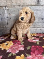 Male, a male Miniature Goldendoodle for sale in Vermontville, MI – 2 of 3