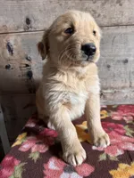 Male, a female Golden Retriever for sale in Vermontville, MI – Photo 2 of 2