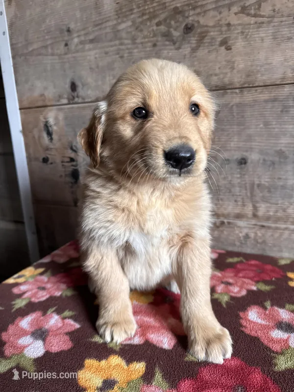 Male – Golden Retriever puppy for sale in Vermontville, MI