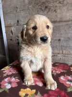 Male, a female Golden Retriever for sale in Vermontville, MI – Photo 1 of 2