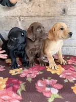 Female , a female Labrador Retriever for sale in Vermontville, MI – 4 of 7