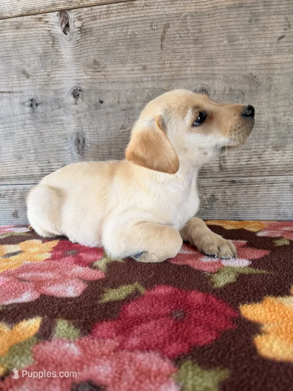 Female – Labrador Retriever puppy for sale in Vermontville, MI