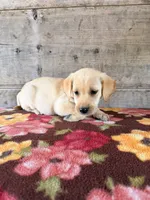 Female, a female Labrador Retriever for sale in Vermontville, MI – 5 of 5