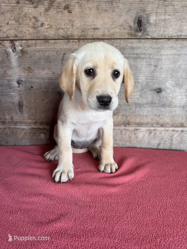 Female  – Labrador Retriever puppy for sale in Vermontville, MI