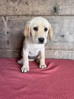 Female , a male Labrador Retriever for sale in Vermontville, MI – 1 of 5