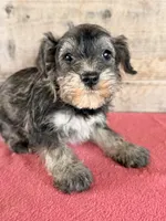 Male , a male Miniature Schnauzer for sale in Vermontville, MI – 4 of 4
