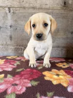 Female, a female Labrador Retriever for sale in Vermontville, MI – 4 of 5