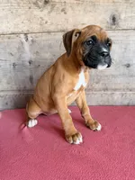 Female , a female Boxer for sale in Vermontville, MI – 3 of 6