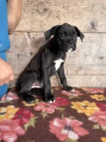 Male , a male Boxer for sale in Vermontville, MI – 2 of 3