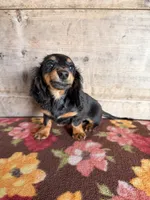 Female , a female Miniature Dachshund for sale in Vermontville, MI – 7 of 7