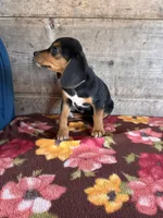 Female, a female Beagle for sale in Vermontville, MI – 4 of 6