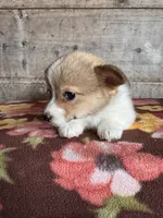 Male, a male Pembroke Welsh Corgi for sale in Vermontville, MI – 3 of 6