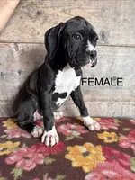 Female , a female Boxer for sale in Vermontville, MI – 2 of 3