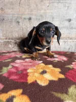 Female , a male Miniature Dachshund for sale in Vermontville, MI – Photo 4 of 6