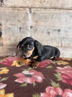 Female , a male Miniature Dachshund for sale in Vermontville, MI – Photo 6 of 6