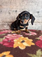 Female , a male Miniature Dachshund for sale in Vermontville, MI – Photo 3 of 6