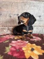 Female , a male Miniature Dachshund for sale in Vermontville, MI – Photo 1 of 6