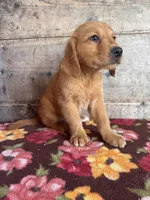 Male , a male Golden Retriever for sale in Vermontville, MI – 4 of 4