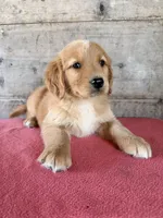 Male, a male Golden Retriever for sale in Vermontville, MI – 4 of 4