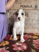 Female , a male Miniature American Shepherd for sale in Vermontville, MI – 2 of 5