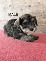 Male , a male Miniature Schnauzer for sale in Vermontville, MI – 2 of 4