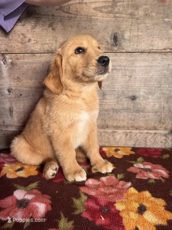 Male – Golden Retriever puppy for sale in Vermontville, MI
