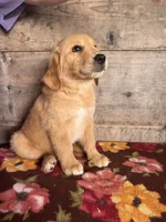 Male, a male Golden Retriever for sale in Vermontville, MI – 1 of 4