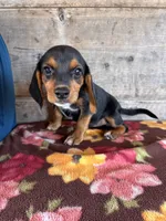Female, a female Beagle for sale in Vermontville, MI – 5 of 6