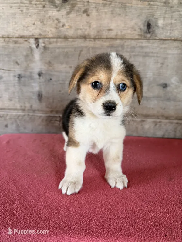 Female  – Pembroke Welsh Corgi puppy for sale in Vermontville, MI