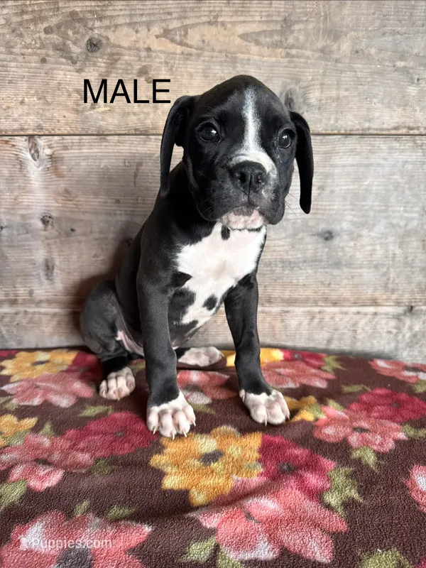 Male  – Boxer puppy for sale in Vermontville, MI