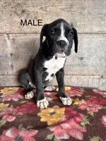 Male , a male Boxer for sale in Vermontville, MI – 1 of 3