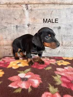 Male , a male Miniature Dachshund for sale in Vermontville, MI – Photo 3 of 8