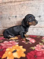Male , a male Miniature Dachshund for sale in Vermontville, MI – Photo 1 of 8