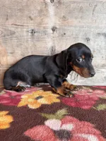 Male , a male Miniature Dachshund for sale in Vermontville, MI – Photo 5 of 8