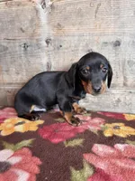 Male , a male Miniature Dachshund for sale in Vermontville, MI – Photo 6 of 8