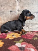 Male , a male Miniature Dachshund for sale in Vermontville, MI – Photo 8 of 8