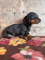 Male , a male Miniature Dachshund for sale in Vermontville, MI – Photo 7 of 8