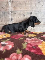 Male , a male Miniature Dachshund for sale in Vermontville, MI – Photo 4 of 8