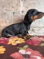 Male , a male Miniature Dachshund for sale in Vermontville, MI – Photo 2 of 8