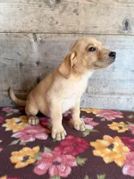 Male, a female Labrador Retriever for sale in Vermontville, MI – 2 of 4