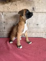 Female , a female Boxer for sale in Vermontville, MI – 5 of 6