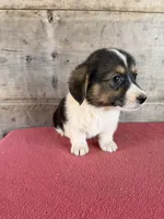 Male , a male Pembroke Welsh Corgi for sale in Vermontville, MI – 4 of 7