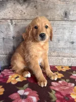 Female, a female Golden Retriever for sale in Vermontville, MI – 1 of 3